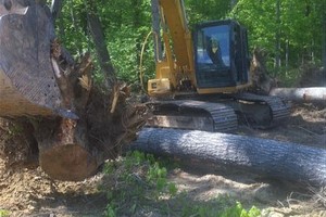 tree removal