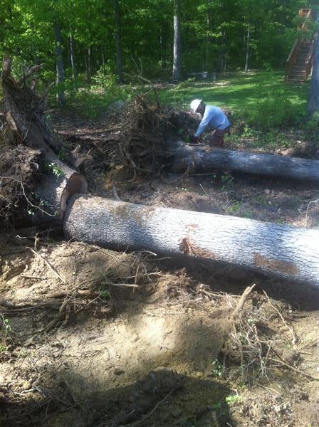 Why It's Smart To Hire A Pro For Stump Removal