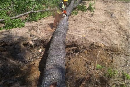 How Tree Removal Prepares Land for Safe and Proper Development Projects in Richmond, VA